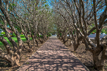 Fototapeta premium Tree tunnel, Plumeria, Popular places to visit, Nan, Thailand, Sep 16,2019.