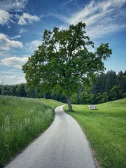 road in the park
