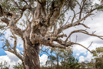 Beautiful trees in the Kosciuszko National Park in New South Wales, Australia at a cloudy day in summer.