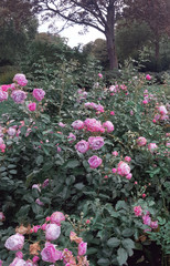 Pink roses climbing bloom green leaves white red garden park