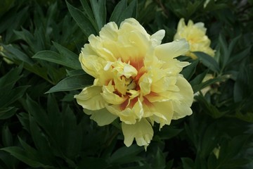 Blüte einer gelben Pfingstrose, Päonie, peony yellow