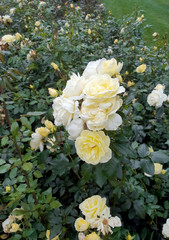 Obraz na płótnie Canvas roses climbing bloom green leaves white garden park Netherlands