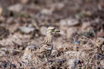 Eurasian stone curlew young (Burhinus oedicnemus) walks on a beautiful background.