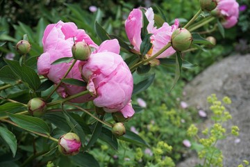 Staudengarten, Pfingstrosen Blüten in Pink, peonies in garden