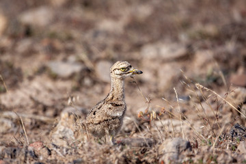 Eurasian stone curlew young (Burhinus oedicnemus) walks on a beautiful background.
