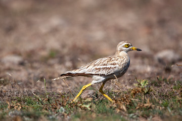 Eurasian stone curlew (Burhinus oedicnemus) walks on a beautiful background.