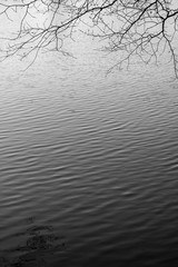 background water ripples and tree