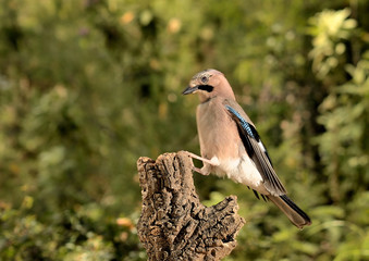arrendajo posado en un tronco en Marbella España (Garrulus glandarius)