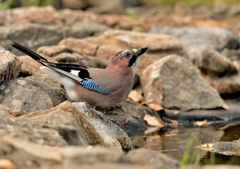 arrendajo bebiendo en la charca en Marbella España (Garrulus glandarius)