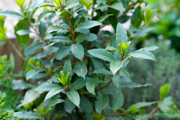 Lauber im Kräutergarten
