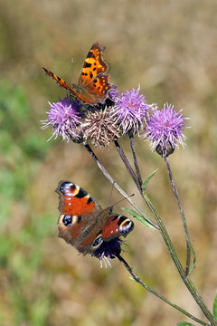 Zwei Schmetterlinge auf einer Distel