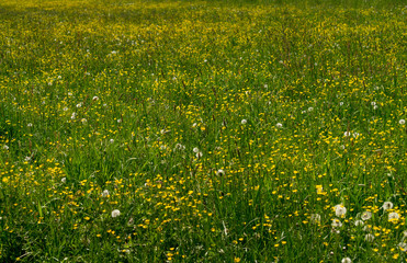 Auf der Wiese blühen zahlreiche Blumen. Wiesen mit Wildblumen sind wichtig für das Ökosystem und...