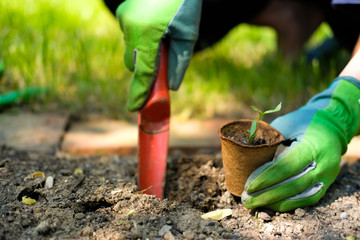 Gemüsebeet pflanzen