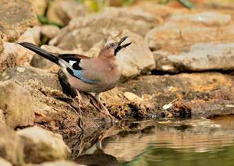 arrendajo bebiendo en la charca en Marbella España (Garrulus glandarius)