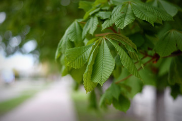 Close up of gentle chestnut leaves in spring with blurred background. Selective focus. Copy space.