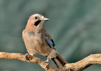 arrendajo posado en una rama en Marbella España (Garrulus glandarius)