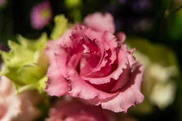 pink rose in garden