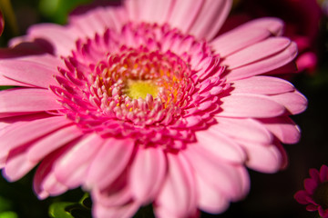 closeup of pink gerber daisy