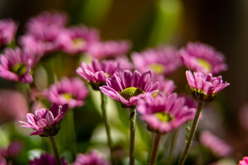 pink flowers in the garden