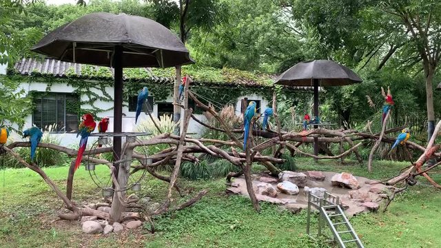 Perroquets du zoo de Shanghai, Chine