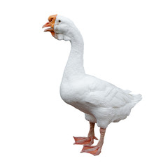 White goose isolated on a white background