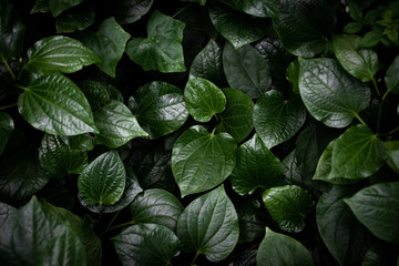 Green leaves texture top view background. Full frame of tropical dark green leaf tone.