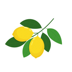 lemon branch. fruits illustration with lemon fruits, leaves and buds isolated on a white background. Food Design Element. Vector art Organic ripe yellow citrus. For stickers, gliders, recipes