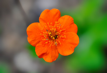Grecian Rose Closeup 1