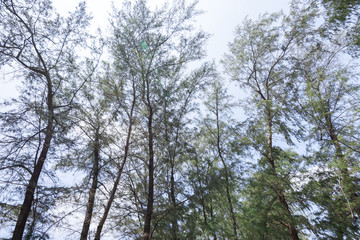 Low angle view of pine tree forest with green leaves.