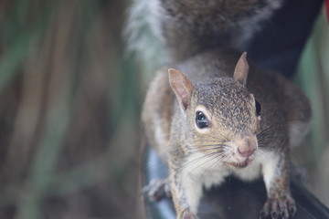 close up view of a squirrel