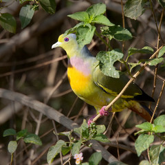 Orange-breasted Green Pigeon, (Treron bicinctus) perched in a bush, Uda Walawe National Park, Sri Lanka.