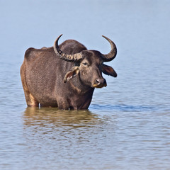 A wild Water Buffalo (Bubalus bubalis) standing in the lake at Uda Walawe National Park, Sri Lanka.
