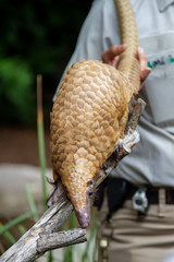 Pangolin