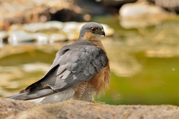 gavilán macho adulto en el estanque en Ojén Málaga (Accipiter nisus) 