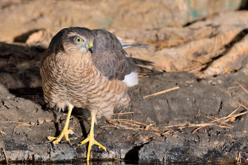 gavilán macho adulto  (Accipiter nisus) en el estanque en Ojén Málaga 