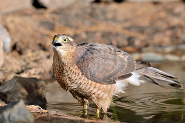 gavilán macho adulto en el estanque en Ojén Málaga (Accipiter nisus) 