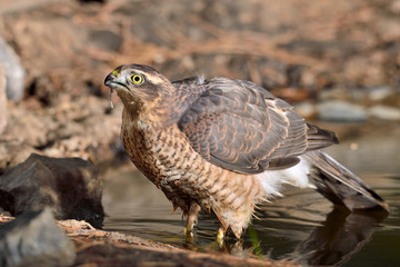 gavilán macho adulto  (Accipiter nisus) en el estanque en Ojén Málaga 