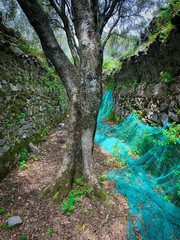 Obraz premium The ruins of the ancient city of Santa Cristina D'Aspromonte, totally destroyed in the big earthquake of 1783.