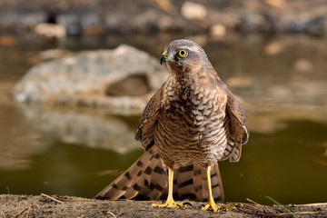 gavilán macho adulto en el estanque en Ojén Málaga (Accipiter nisus) 
