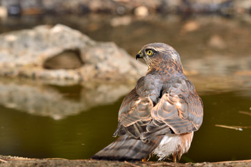 gavilán macho adulto en el estanque en Ojén Málaga (Accipiter nisus) 