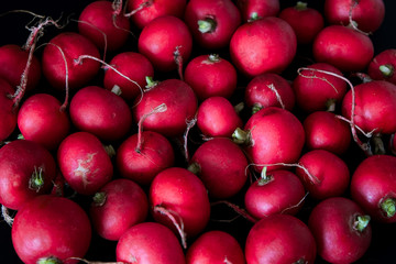 European spring fresh radish. Black background.