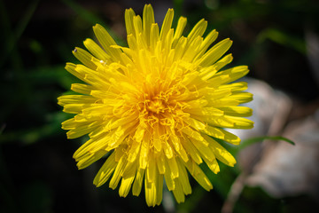 Dandelion closeup 