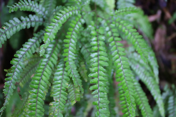 Close-up of Fern in Rainforest