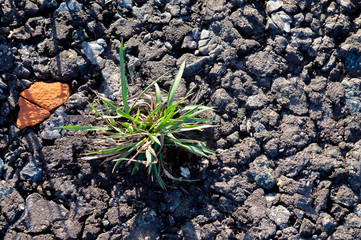 A green clump of grass makes its way through the paved path. The concept of save the nature.