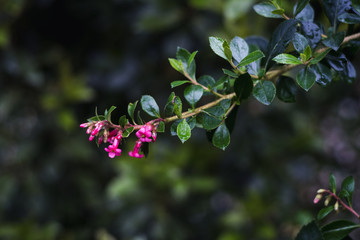 Flores de primavera