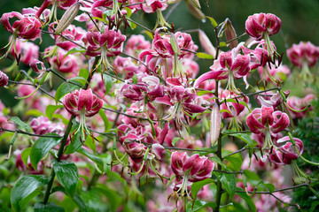 Flowers abundantly flowering