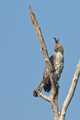 Crested Hawk Eagle (Nisaetus cirrhatus), perched in a dead tree, Uda Walawe National Park, Sri Lanka.