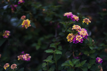 Flores de primavera