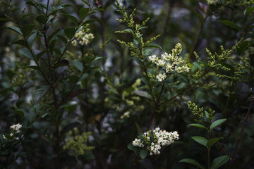 Flores blancas de primavera