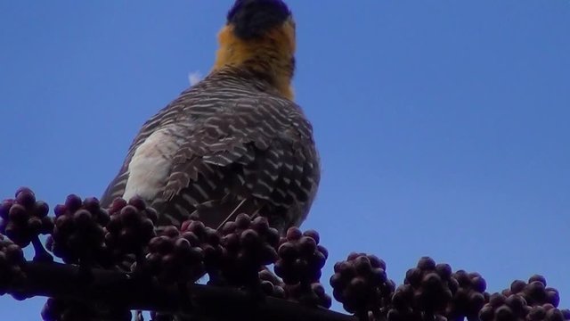 Woodpeckers: The campo flicker (Colaptes campestris) with blue sky in the background. Landscapes of Pantanal, Brazil. 
